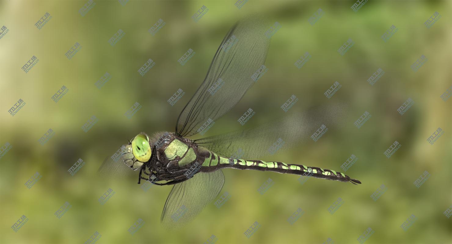 images/goods_img/2021040232/Dragonfly Southern Hawker (Animated) 3D/1.jpg